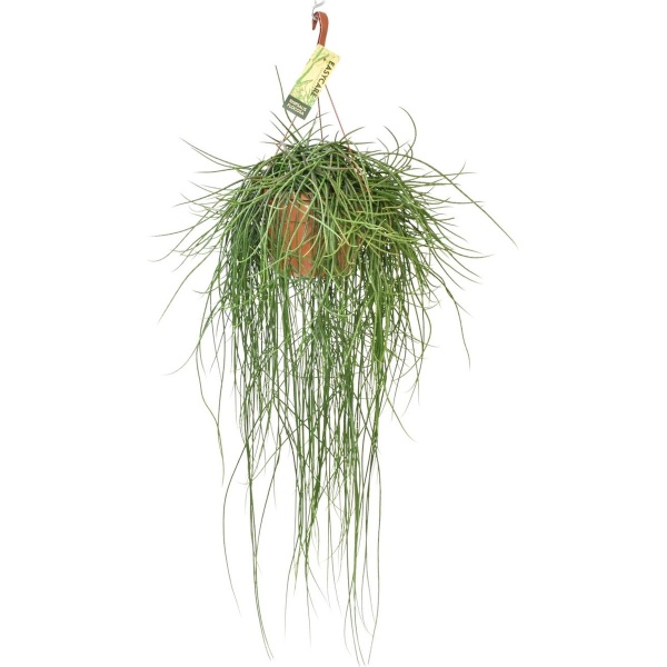 Plantenboetiek.nl | Rhipsalis Floccosa - Kamerplant - Hoogte 70cm - Potmaat 21cm