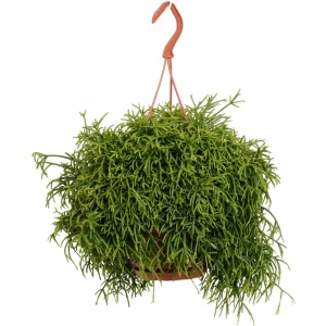 Plantenboetiek.nl | Rhipsalis Heteroclada - Kamerplant - Hoogte 45cm - Potmaat 21cm