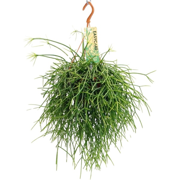 Plantenboetiek.nl | Rhipsalis Pulchra - ⌀14cm - 35cm hoog - Kamerplant - Groenblijvend - Cactus & Vetplanten