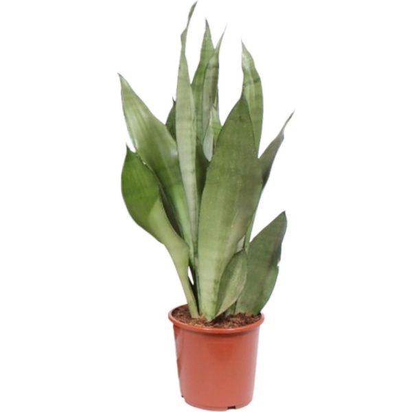 Plantenboetiek.nl | Sansevieria Moonshine - ⌀17cm - 60cm hoog - Kamerplant - Groenblijvend - Cactus & Vetplanten