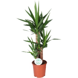 Plantenboetiek.nl | Yucca - ⌀21cm - 90cm hoog - Kamerplant - Groenblijvend