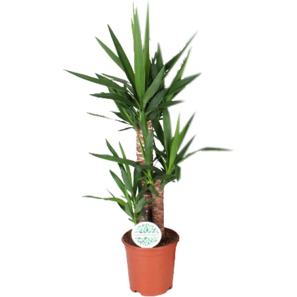 Plantenboetiek.nl | Yucca - ⌀21cm - 90cm hoog - Kamerplant - Groenblijvend