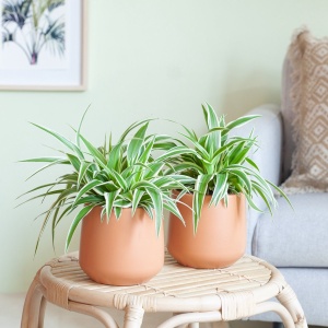Plantje.nl - Chlorophytum Comosum Duo - P12 - Woonkamerplanten