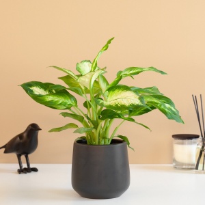 Plantje.nl - Dieffenbachia Camilla - P12 - Woonkamerplanten