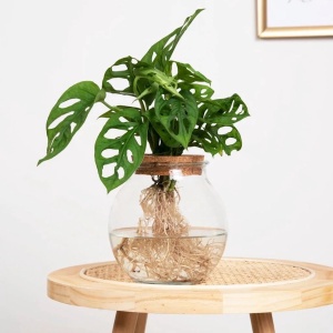 Plantje.nl - Monstera Adansonii in Bolglas - Woonkamerplanten