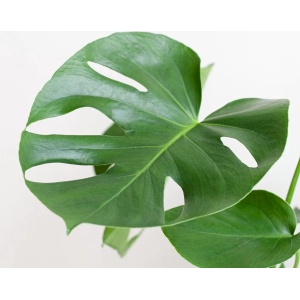 Plantje.nl - Monstera Deliciosa - Gatenplant - inclusief Jute Pot Wit - P17 - Woonkamerplanten