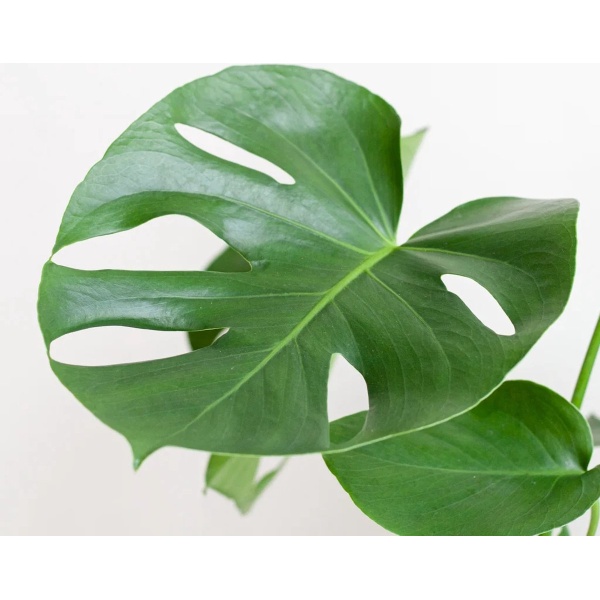 Plantje.nl - Monstera Deliciosa - Gatenplant - inclusief Jute Pot Wit - P17 - Woonkamerplanten