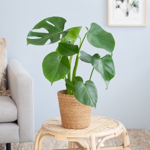 Plantje.nl - Monstera Deliciosa - P17 - Woonkamerplanten