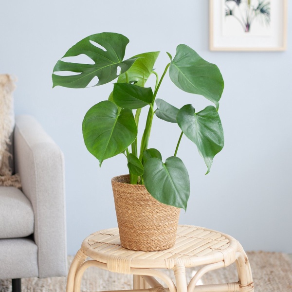 Plantje.nl - Monstera Deliciosa - P17 - Woonkamerplanten