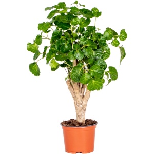 Polyscias Green Lemon - Aralia - Kamerplant - Bijzonder - ⌀12 cm - 30-40 cm
