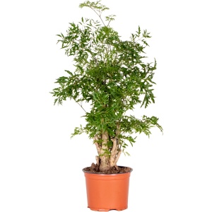 Polyscias Ming - Aralia - Kamerplant - Bijzonder - ⌀12 cm - 30-40 cm