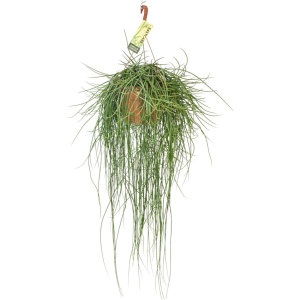 Rhipsalis Floccosa - ⌀21cm - 70cm