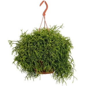 Rhipsalis Heteroclada - Hangplant - Kamerplanten - Cactus - Lengte: 45cm - Potmaat: ⌀21cm