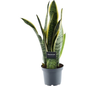 Sansevieria Laurentii, Kamerplant met zwaardvormige bladeren, 45 cm hoog, ⌀12