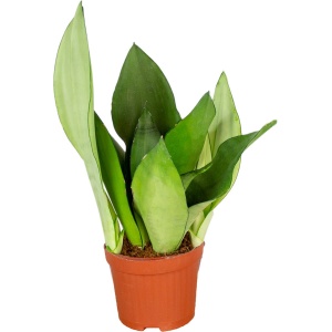 Sansevieria 'Moonshine' | Kamerplant in kwekerspot ⌀12 cm - 30-40 cm