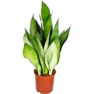 Sansevieria 'Moonshine' | Kamerplant in kwekerspot ⌀17 cm - 40-50 cm
