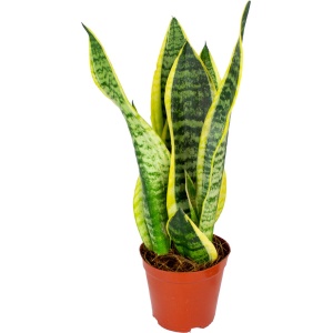 Sansevieria 'Superba' | Kamerplant in kwekerspot ⌀12 cm - 30-40 cm