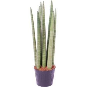 Sansevieria cylindrica 'Spaghetti' - ↑ 40 cm - ⌀10,5