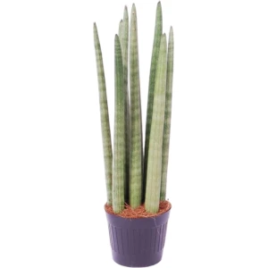 Sansevieria cylindrica 'Spaghetti' - ↑ 40 cm - ⌀10,5
