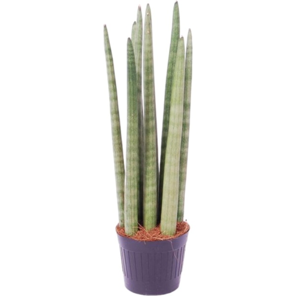 Sansevieria cylindrica 'Spaghetti' - ↑ 40 cm - ⌀10,5