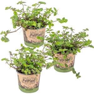 Schildpad plant - Calissia Repens per 3 stuks | PetFriendly - Kamerplant ⌀12 cm - 20 cm
