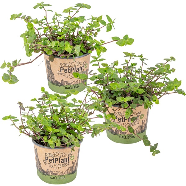 Schildpad plant - Calissia Repens per 3 stuks | PetFriendly - Kamerplant ⌀12 cm - 20 cm