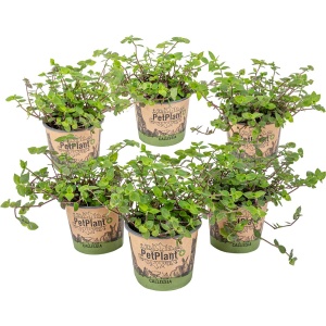 Schildpad plant - Calissia Repens per 6 stuks | PetFriendly - Kamerplant ⌀12 cm - 20 cm