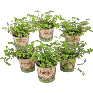 Schildpad plant - Calissia Repens per 6 stuks | PetFriendly - Kamerplant ⌀12 cm - 20 cm