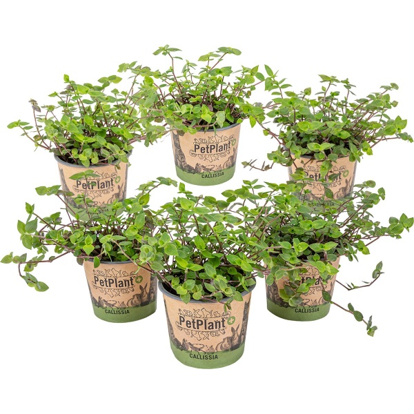 Schildpad plant - Calissia Repens per 6 stuks | PetFriendly - Kamerplant ⌀12 cm - 20 cm