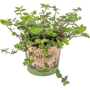 Schildpad plant - Calissia Repens per stuk | PetFriendly - Kamerplant ⌀12 cm - 20 cm