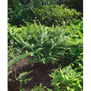 Set van 3 | Varens | Adiantum pedatum 'Imbricatum' - 0.7 liter pot