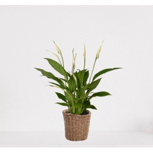 Spathiphyllum in siermand Amber Grof - witte kamerplant - luchtzuiverende lepelplant - ↕35-50cm - ⌀13 - geleverd met plantenpot - vers uit de kwekerij