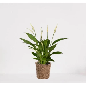 Spathiphyllum in siermand Amber Grof - witte kamerplant - luchtzuiverende lepelplant - ↕35-50cm - ⌀13 - geleverd met plantenpot - vers uit de kwekerij