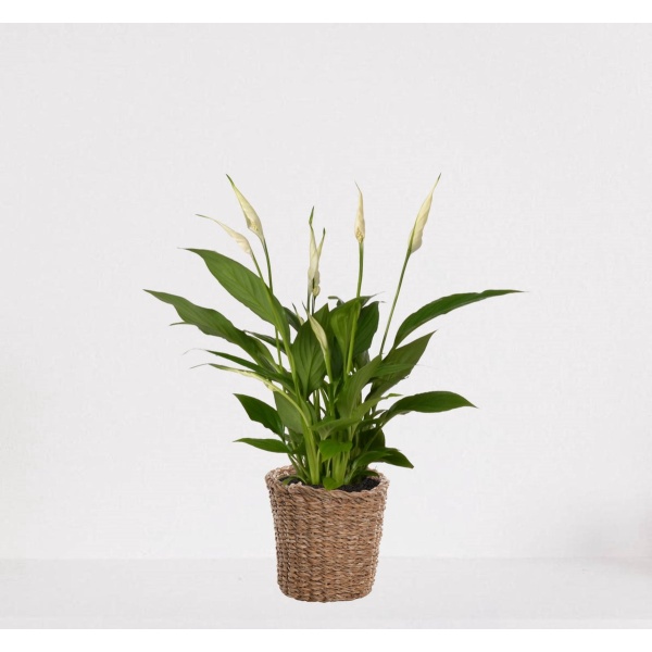 Spathiphyllum in siermand Amber Grof - witte kamerplant - luchtzuiverende lepelplant - ↕35-50cm - ⌀13 - geleverd met plantenpot - vers uit de kwekerij