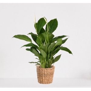 Spathiphyllum in siermand Amber Grof - witte kamerplant - luchtzuiverende lepelplant - ↕60-75cm - ⌀18 - geleverd met plantenpot - vers uit de kwekerij