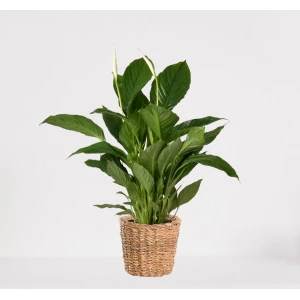 Spathiphyllum in siermand Amber Grof - witte kamerplant - luchtzuiverende lepelplant - ↕60-75cm - ⌀18 - geleverd met plantenpot - vers uit de kwekerij