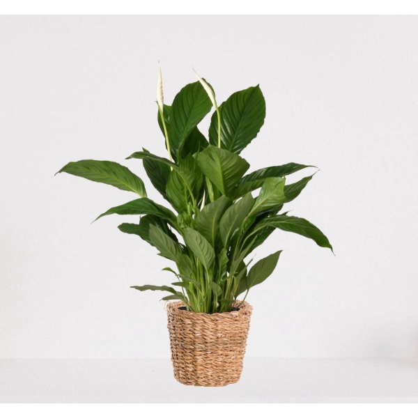 Spathiphyllum in siermand Amber Grof - witte kamerplant - luchtzuiverende lepelplant - ↕60-75cm - ⌀18 - geleverd met plantenpot - vers uit de kwekerij