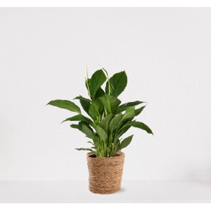 Spathiphyllum in siermand Amber Naturel - witte kamerplant - luchtzuiverende lepelplant - ↕60-75cm - ⌀18 - geleverd met plantenpot - vers uit de kwekerij