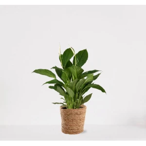 Spathiphyllum in siermand Amber Naturel - witte kamerplant - luchtzuiverende lepelplant - ↕60-75cm - ⌀18 - geleverd met plantenpot - vers uit de kwekerij