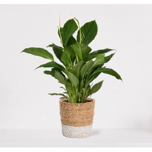 Spathiphyllum in siermand Amber Wit - witte kamerplant - luchtzuiverende lepelplant - ↕60-75cm - ⌀18 - geleverd met plantenpot - vers uit de kwekerij