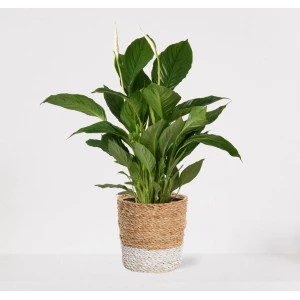 Spathiphyllum in siermand Amber Wit - witte kamerplant - luchtzuiverende lepelplant - ↕60-75cm - ⌀18 - geleverd met plantenpot - vers uit de kwekerij