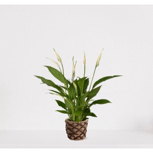 Spathiphyllum in siermand Guusje Naturel - witte kamerplant - luchtzuiverende lepelplant - ↕35-50cm - ⌀13 - geleverd met plantenpot - vers uit de kwekerij