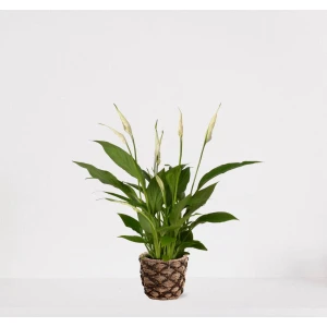 Spathiphyllum in siermand Guusje Naturel - witte kamerplant - luchtzuiverende lepelplant - ↕35-50cm - ⌀13 - geleverd met plantenpot - vers uit de kwekerij