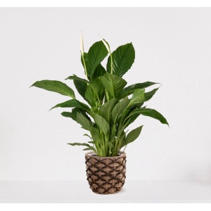 Spathiphyllum in siermand Guusje Naturel - witte kamerplant - luchtzuiverende lepelplant - ↕60-75cm - ⌀18 - geleverd met plantenpot - vers uit de kwekerij