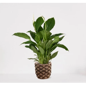 Spathiphyllum in siermand Guusje Naturel - witte kamerplant - luchtzuiverende lepelplant - ↕60-75cm - ⌀18 - geleverd met plantenpot - vers uit de kwekerij