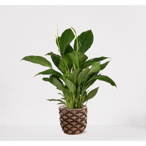 Spathiphyllum in siermand Guusje Naturel - witte kamerplant - luchtzuiverende lepelplant - ↕60-75cm - ⌀18 - geleverd met plantenpot - vers uit de kwekerij