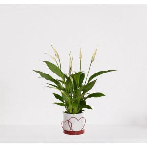 Spathiphyllum in sierpot Addit Hearts Rood - witte kamerplant - luchtzuiverende lepelplant - ↕35-50cm - ⌀13 - geleverd met plantenpot - vers uit de kwekerij