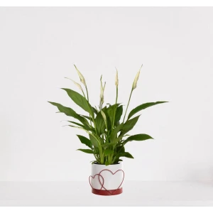 Spathiphyllum in sierpot Addit Hearts Rood - witte kamerplant - luchtzuiverende lepelplant - ↕35-50cm - ⌀13 - geleverd met plantenpot - vers uit de kwekerij