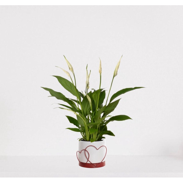 Spathiphyllum in sierpot Addit Hearts Rood - witte kamerplant - luchtzuiverende lepelplant - ↕35-50cm - ⌀13 - geleverd met plantenpot - vers uit de kwekerij