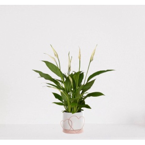 Spathiphyllum in sierpot Addit Hearts Roze - witte kamerplant - luchtzuiverende lepelplant - ↕35-50cm - ⌀13 - geleverd met plantenpot - vers uit de kwekerij